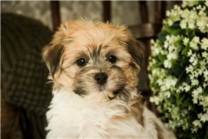 James - puppy for sale