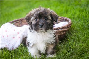 Callie - Havanese for sale