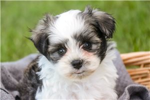 Domino - Havanese for sale
