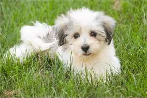 Delta - Havanese for sale