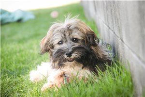 Silas - Havanese for sale