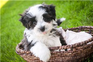 Davey - Havanese for sale