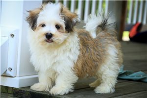 Diego - Havanese for sale