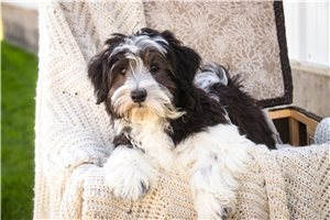 John - Havanese for sale