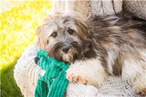 Silas - Havanese for sale