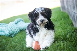 John - Havanese for sale