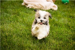Cricket - puppy for sale
