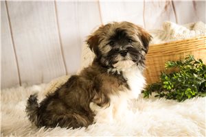 Stetson - puppy for sale
