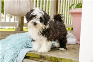 Davey - Havanese for sale