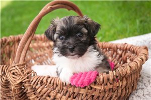 Callie - puppy for sale