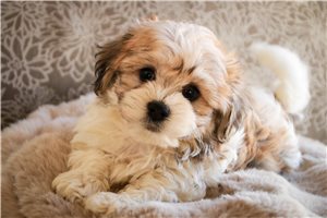 Jacob - puppy for sale