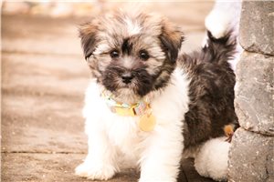 Sophia - puppy for sale