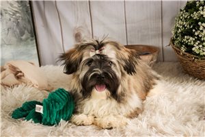 Cedric - Havanese for sale