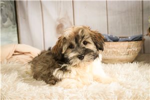Santiago - Havanese for sale