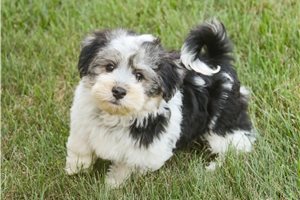 Diana - Havanese for sale