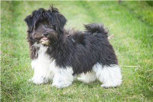 Samuel - Havanese for sale