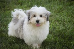 Delta - Havanese for sale
