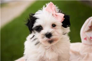 Daisy - puppy for sale