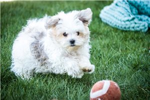 Josiah - Havanese for sale