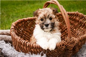 Hanna - puppy for sale