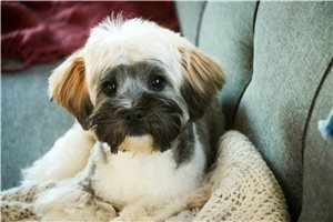 Cedric - Havanese for sale