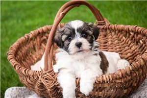 Charlie - Havanese for sale