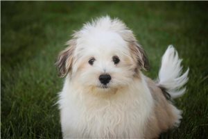 Diego - Havanese for sale