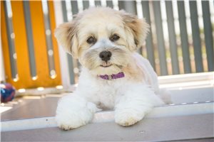 James - Havanese for sale