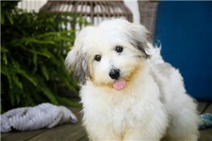 Delta - Havanese for sale