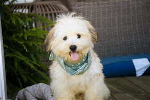Diego - Havanese for sale