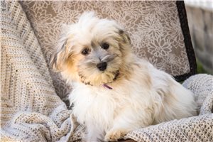 James - Havanese for sale