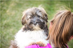 Silas - Havanese for sale