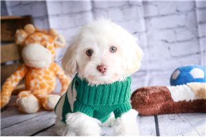 Beckham - puppy for sale
