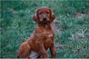 Dream - puppy for sale