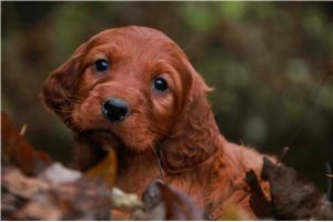Dayana - puppy for sale