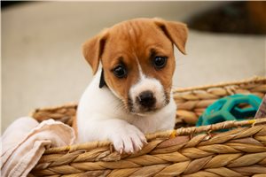 Lazarus - puppy for sale