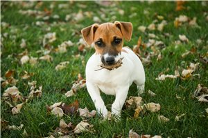 Leah - Jack Russell Terrier for sale