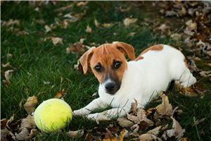 Link - Jack Russell Terrier for sale