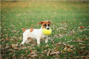 Langston - Jack Russell Terrier for sale