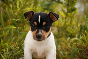Lily - puppy for sale