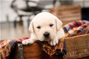 Matthew - Labrador Retriever for sale