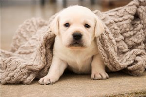 Madeline - Labrador Retriever for sale
