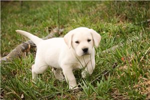 Matthew - Labrador Retriever for sale
