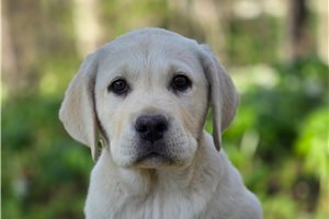 Melody - Labrador Retriever for sale