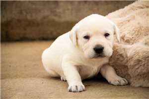 Margaret - Labrador Retriever for sale