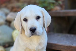 Matthew - Labrador Retriever for sale