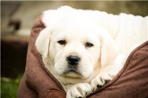 Michael - Labrador Retriever for sale