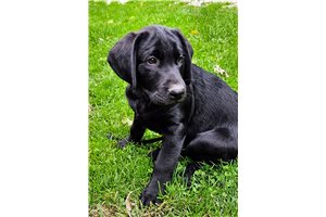Bastian - Labrador Retriever for sale
