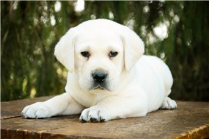 Mateo - Labrador Retriever for sale