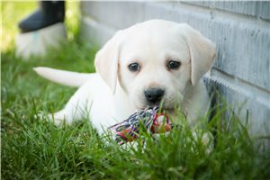 Madeline - Labrador Retriever for sale